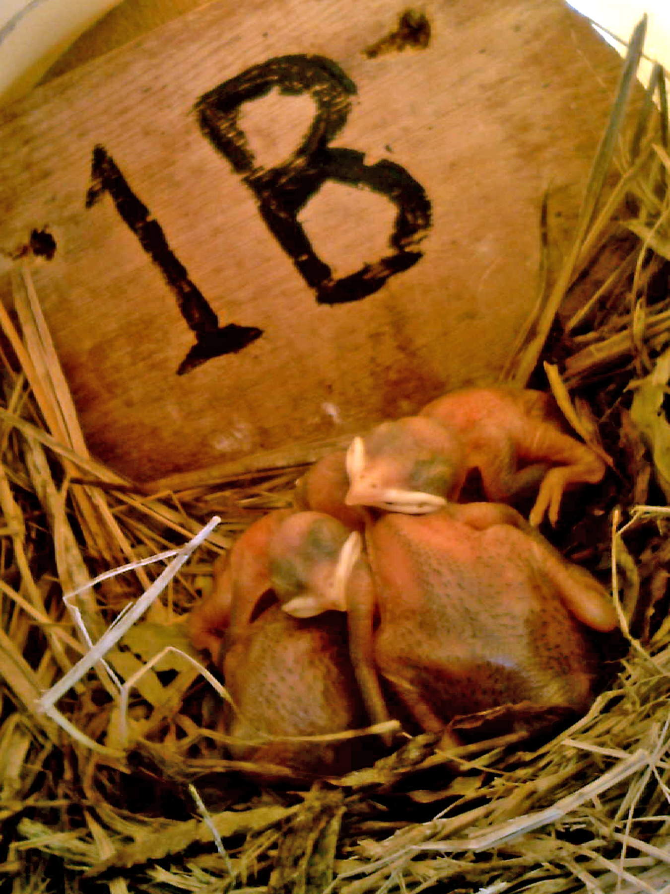 OPAS 1B